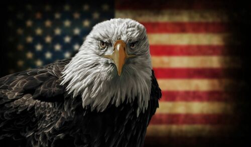 Bald eagle american flag car - flag,